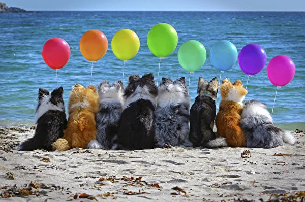 Dogs_Many_Back_view_Toy_balloon_545959_600x398.webp