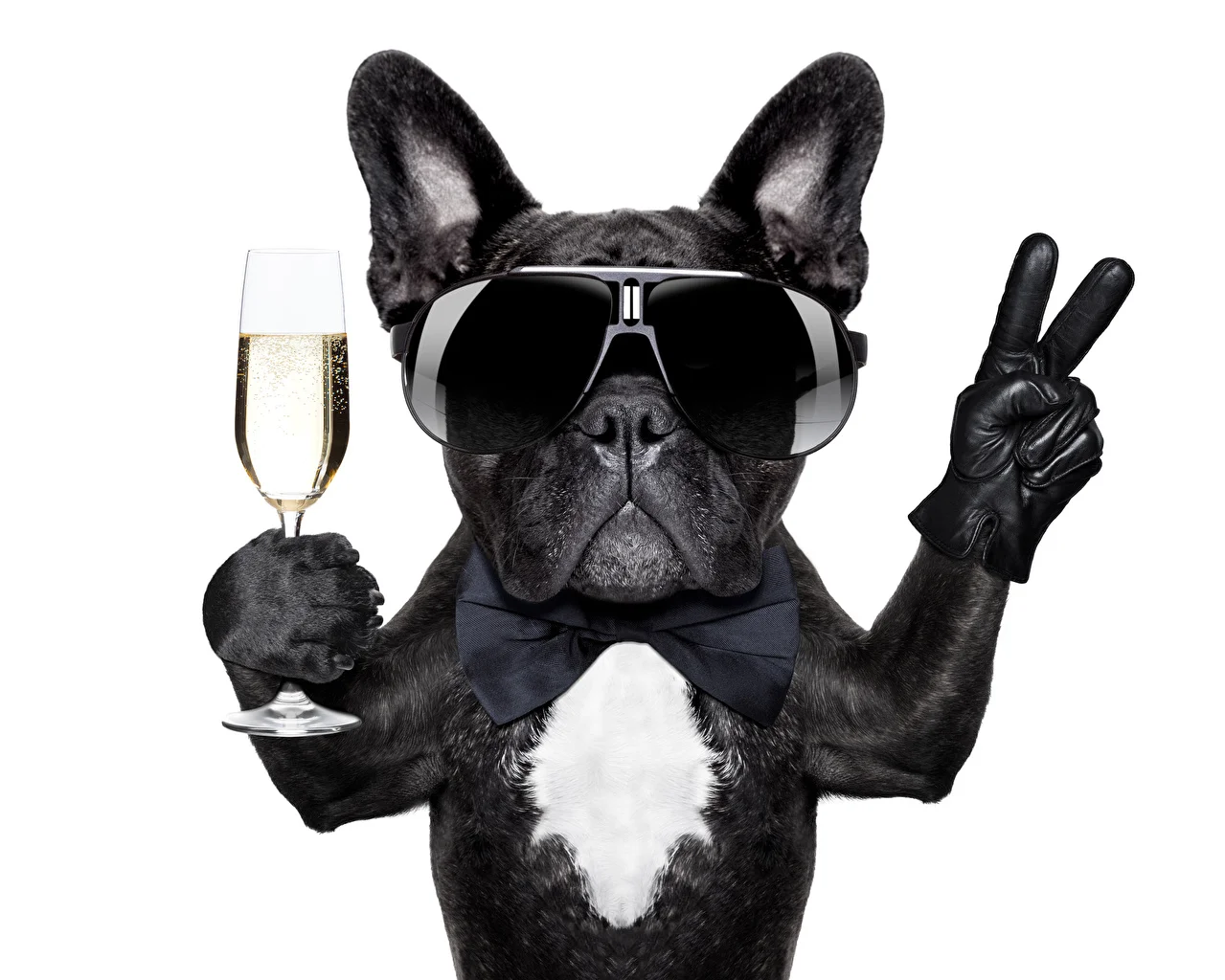Dogs_Wine_White_background_Bulldog_Stemware_530312_1279x1024.webp