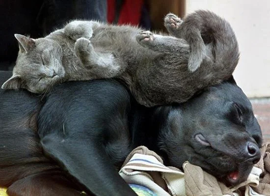 dogSleepCat.webp