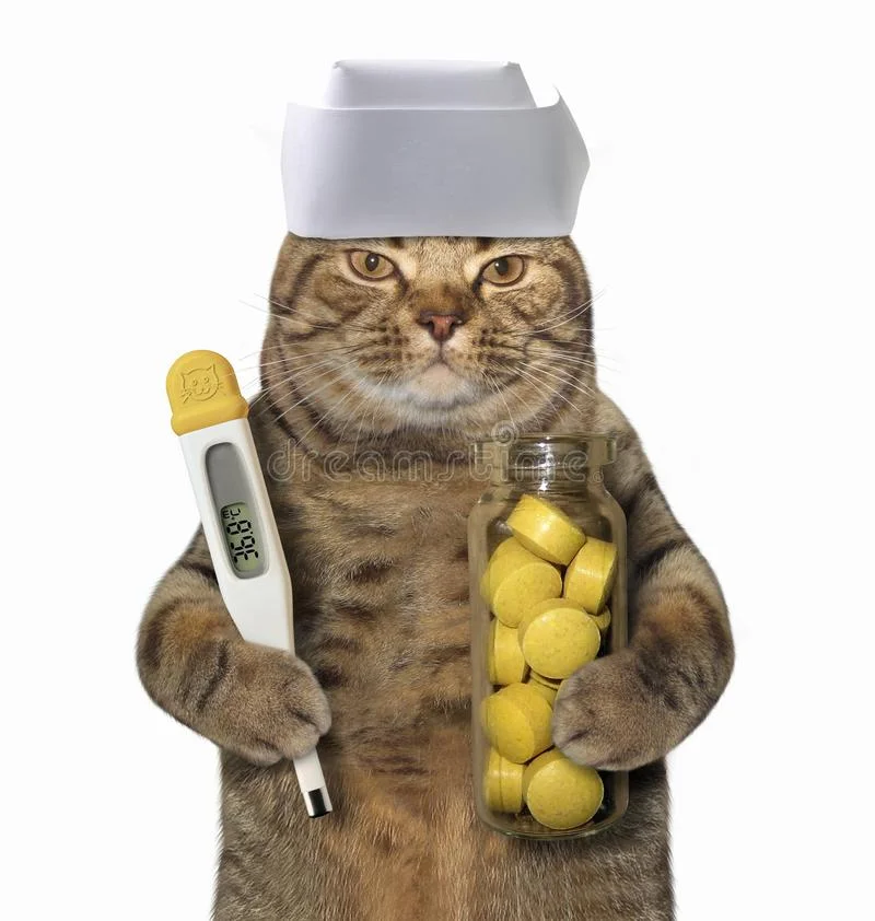 доктор-кота-с-термометром-121796724.webp