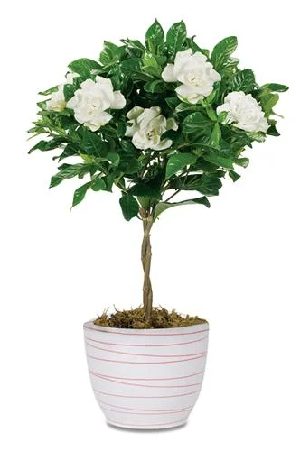 дом гардения.webp