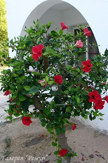 дом гибискус.webp