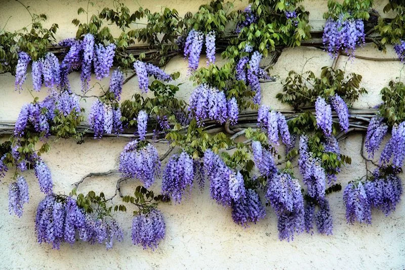 дом глициния китайская 1.webp