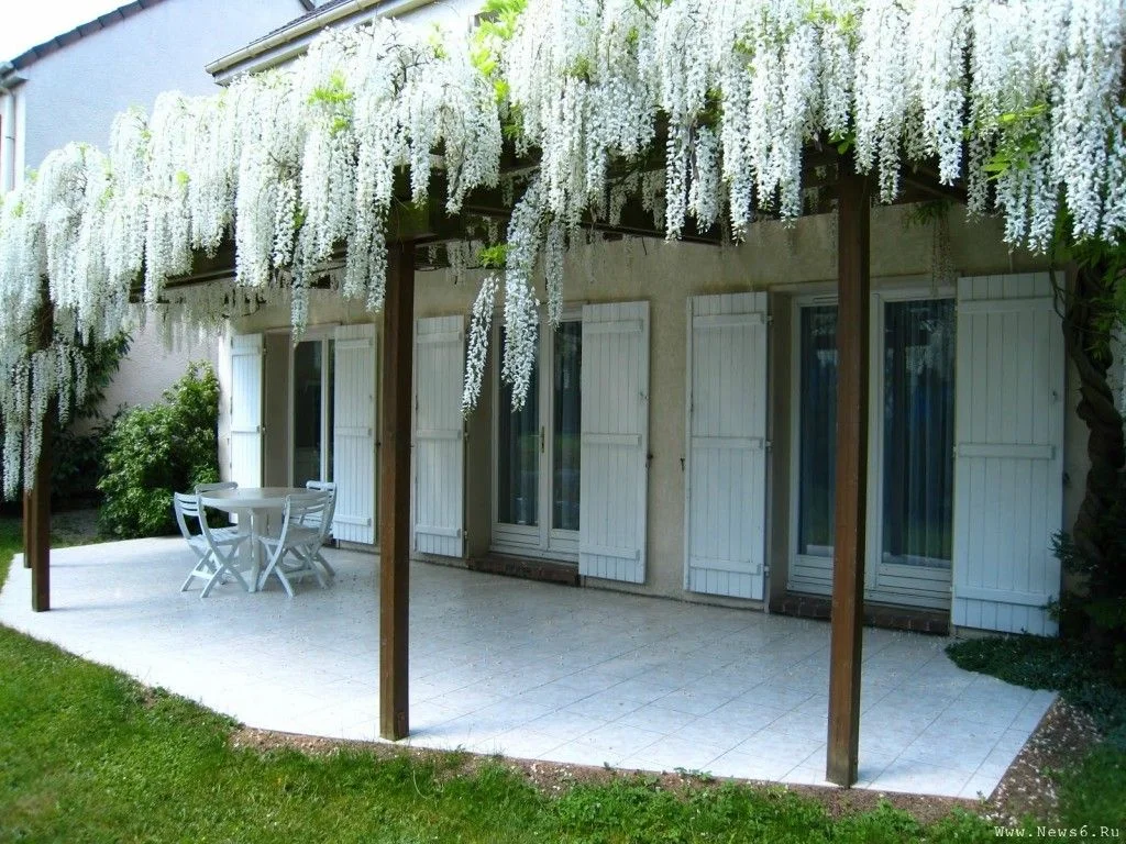дом глициния китайская 4.webp