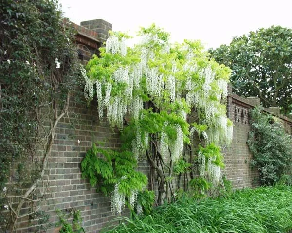 дом глициния китайская.webp