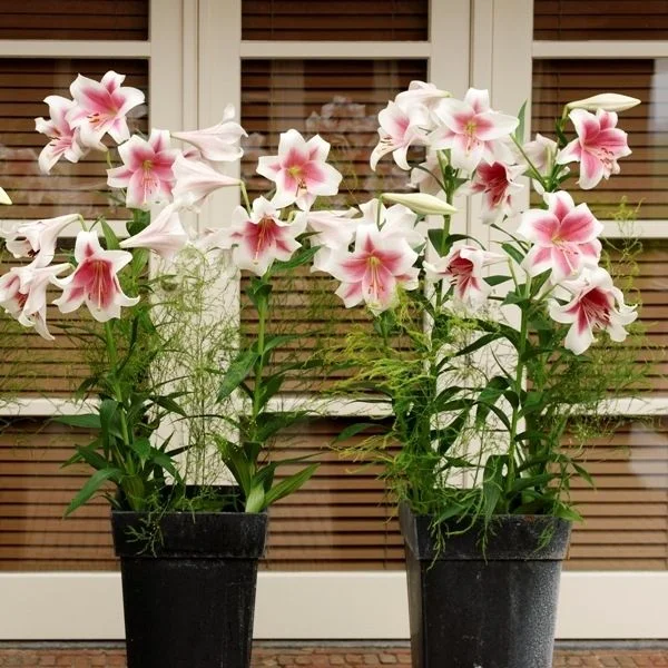 дом лилия в горшках.webp