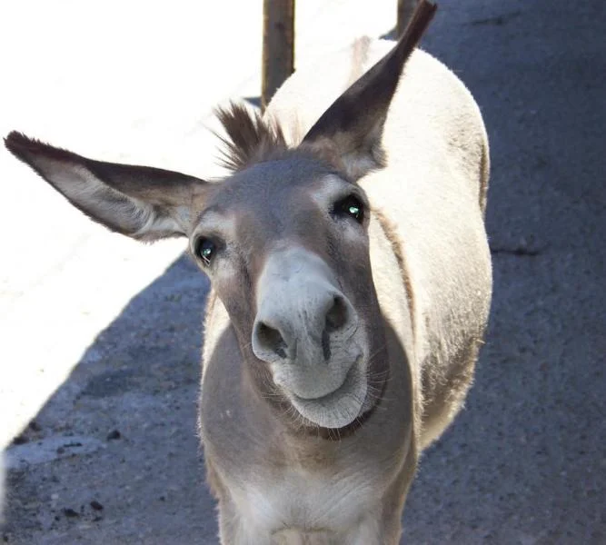 donkey.webp