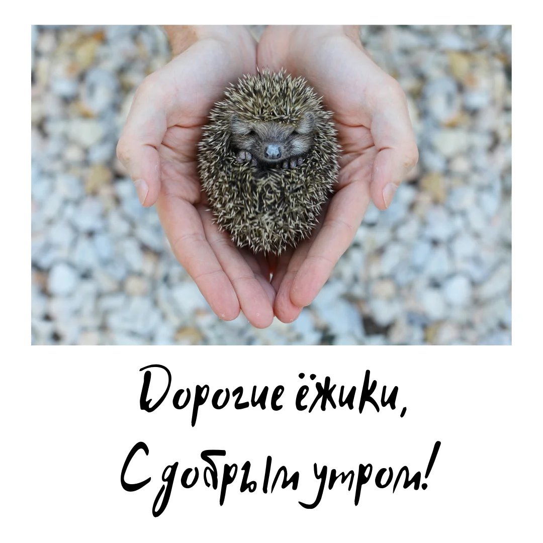 Дорогие ёжики, С добрым утром!.webp