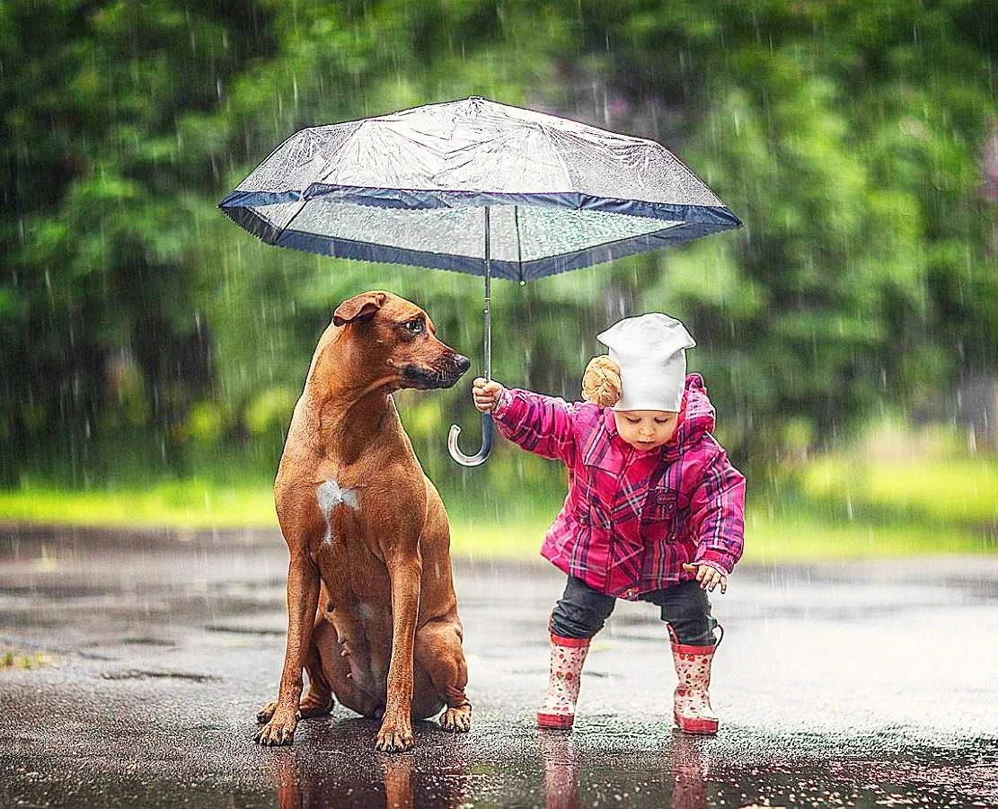 Dozhdik_sobaka_rebenok[1].webp