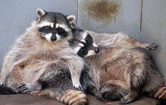 drunk-racoon-2.jpg