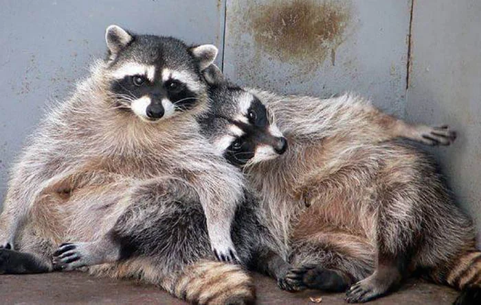 drunk-racoon-2.webp