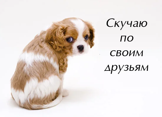 друзья1.webp