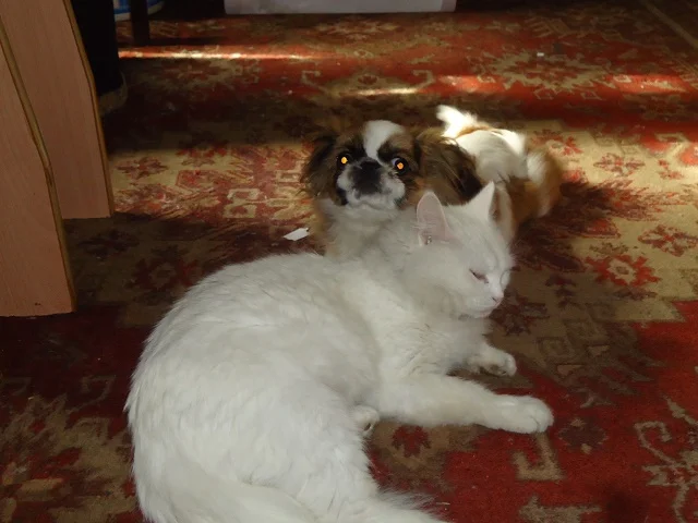 DSC00004.webp