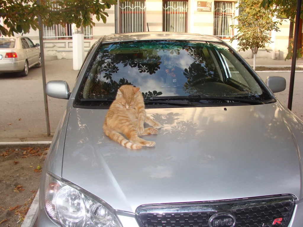 DSC00747 ин 1.webp