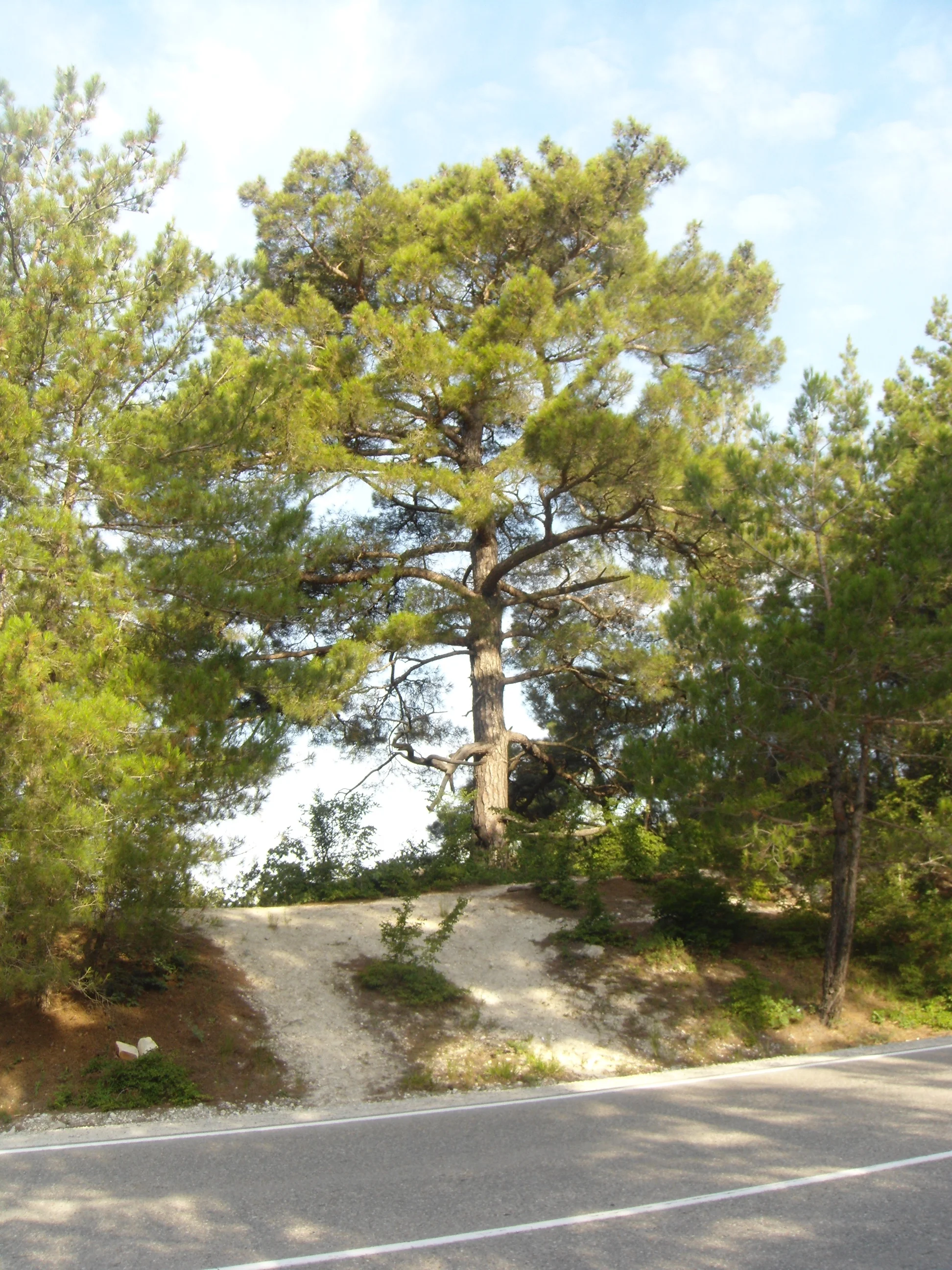 DSC01382.webp
