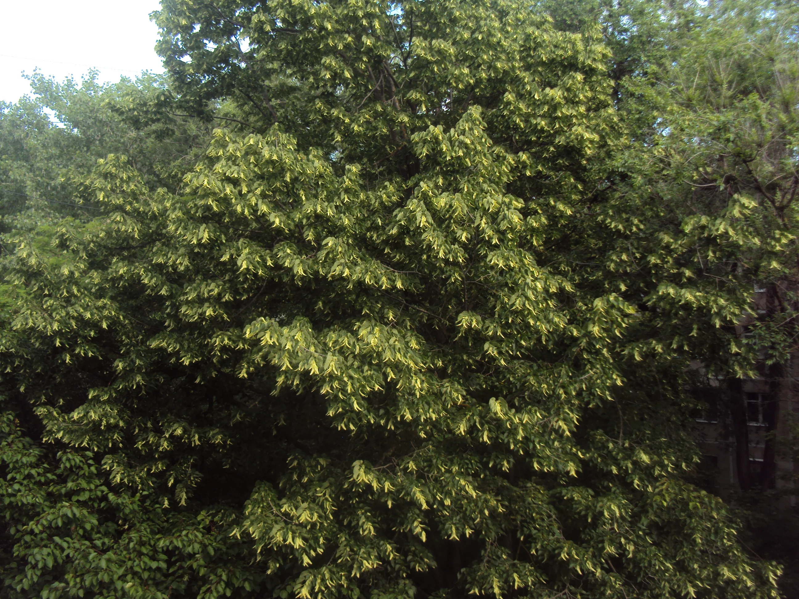 DSC02030.webp