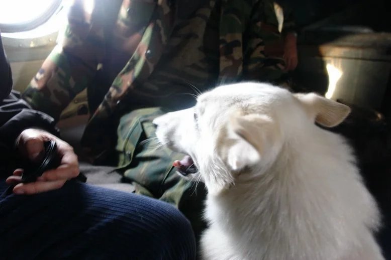 DSC08176_новый размер.webp