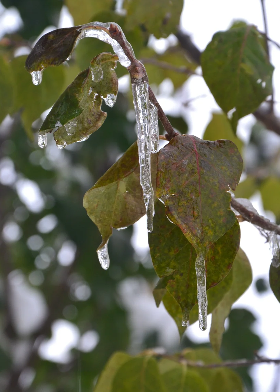 DSC_0002 (2).webp