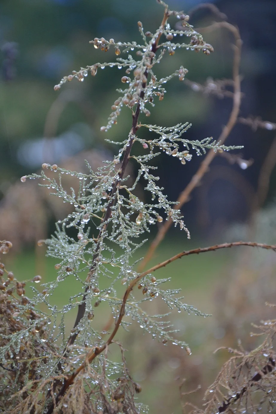 DSC_0007 (2).webp