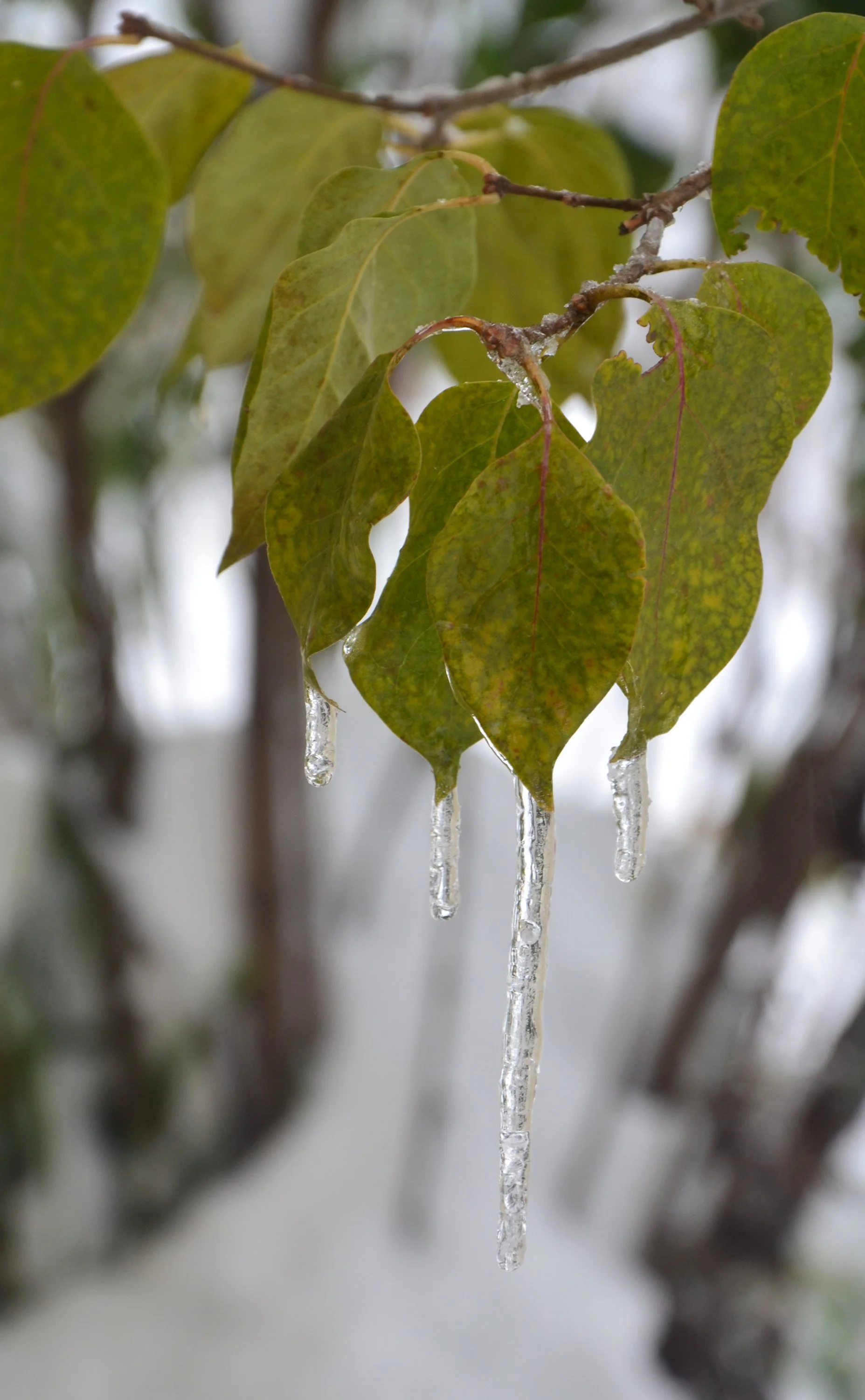 DSC_0011 (3).webp