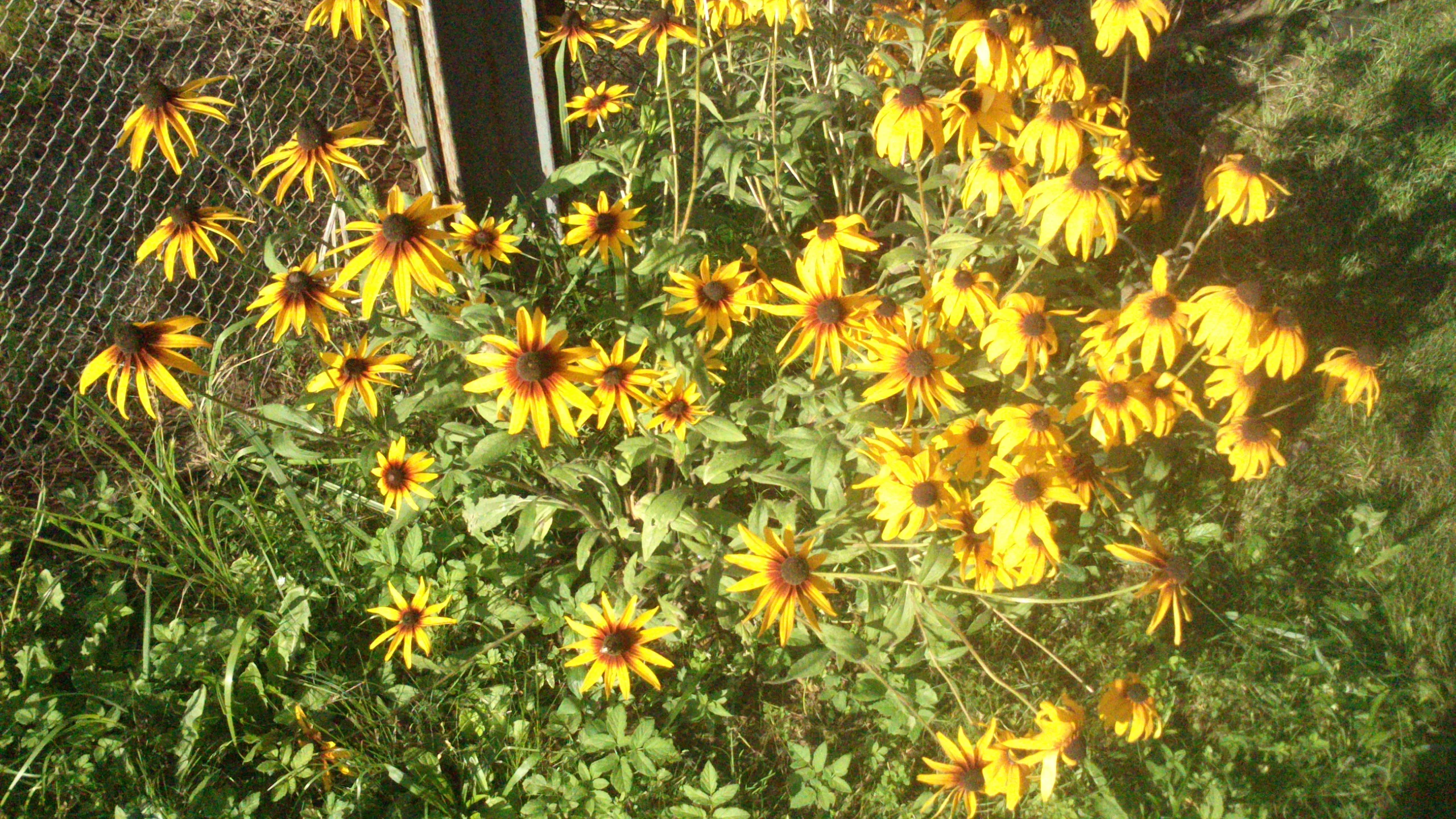 DSC_0017.webp