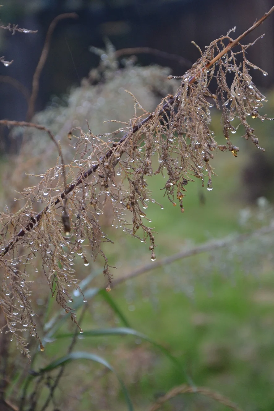DSC_0022 (3).webp