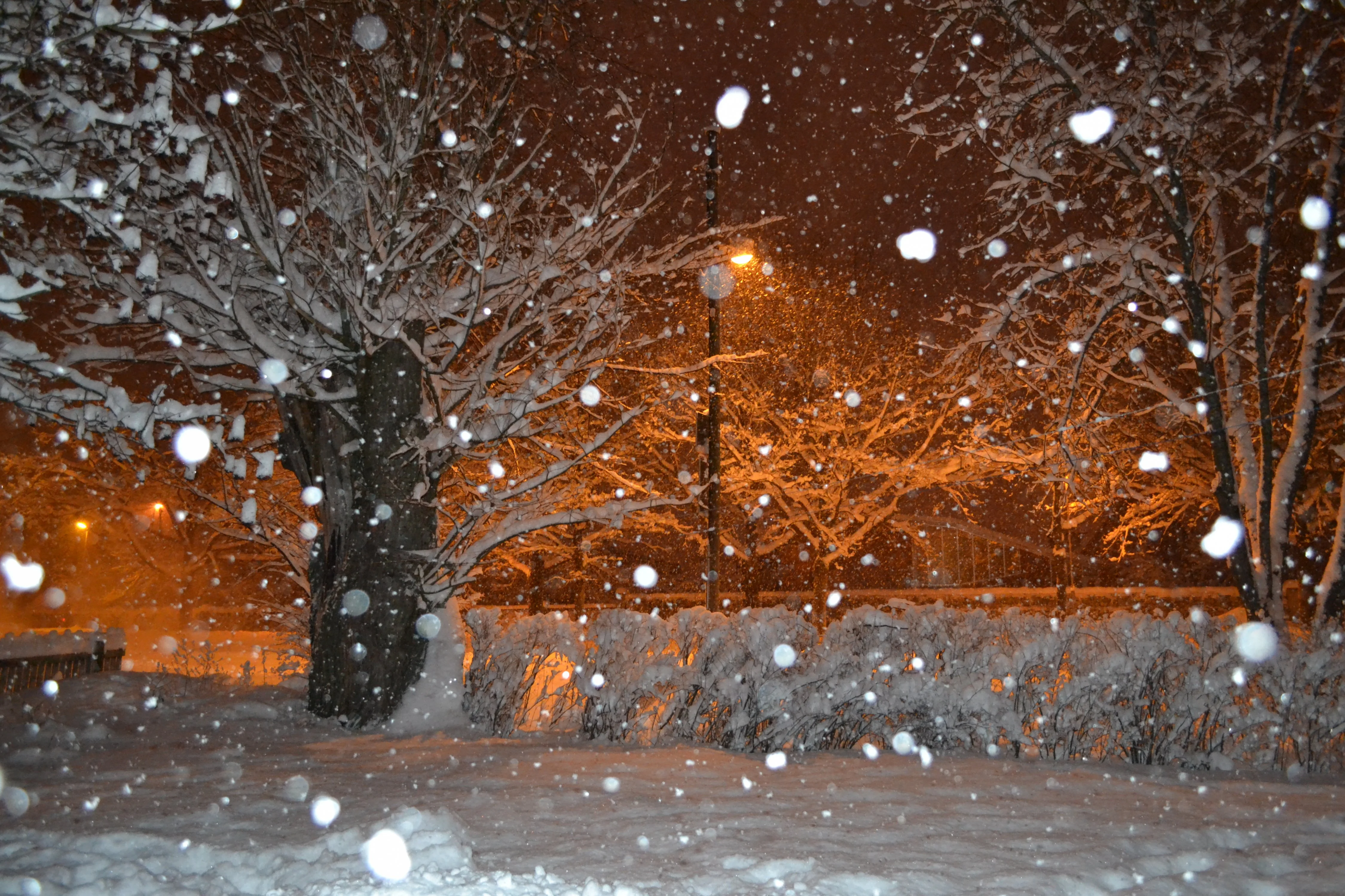 DSC_0058.webp