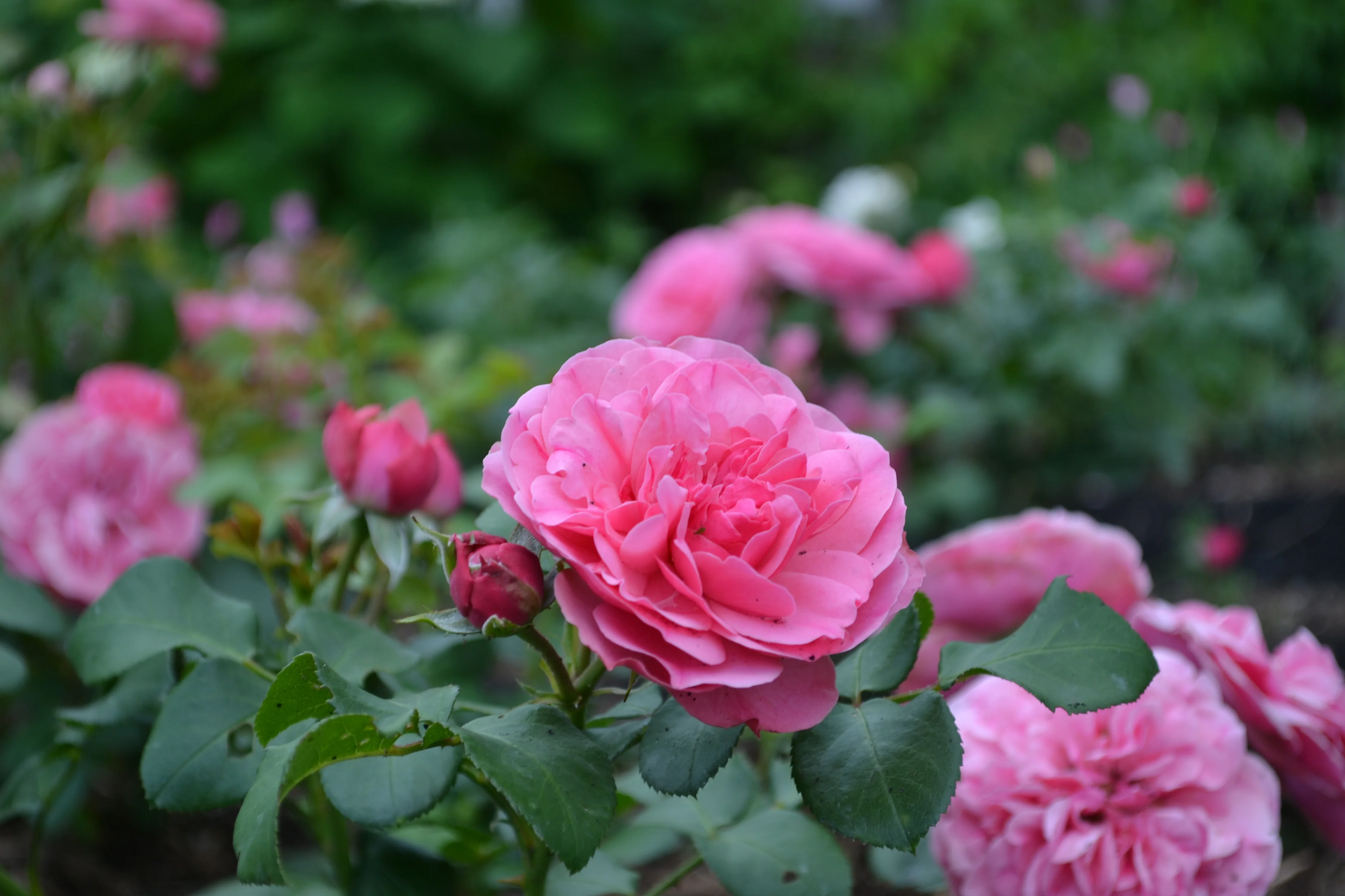 DSC_0087.webp
