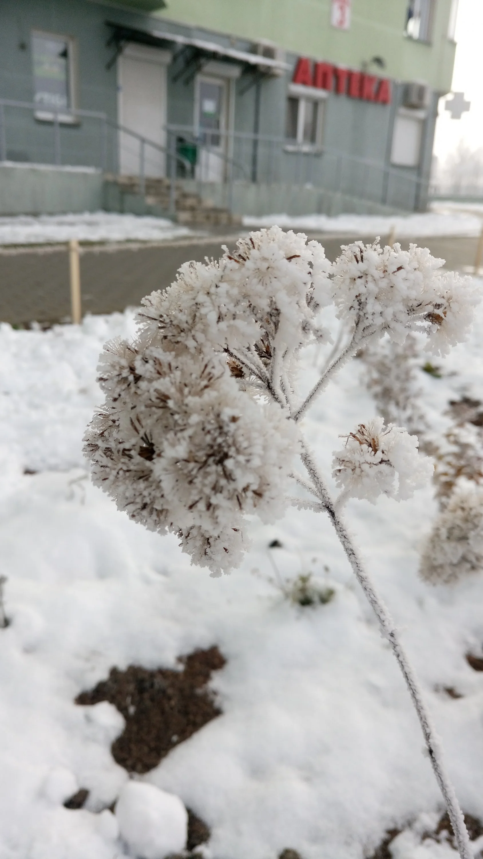 DSC_0256.webp