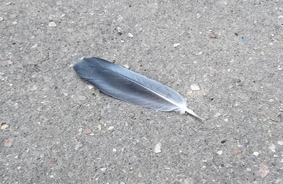 DSC_0308 копия.webp