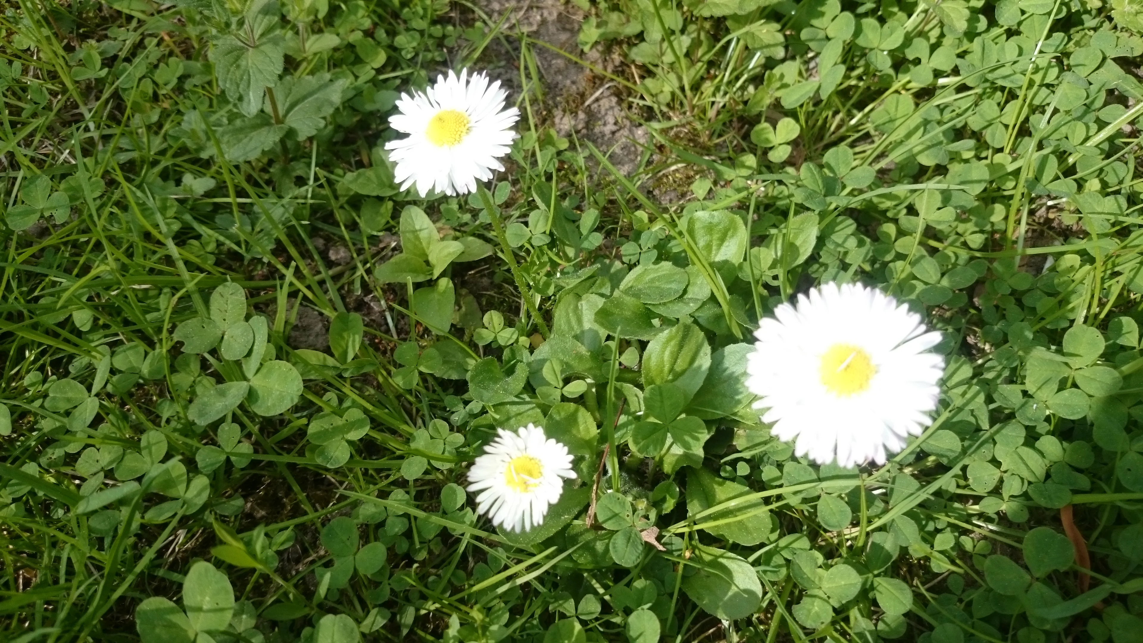 DSC_0413.webp