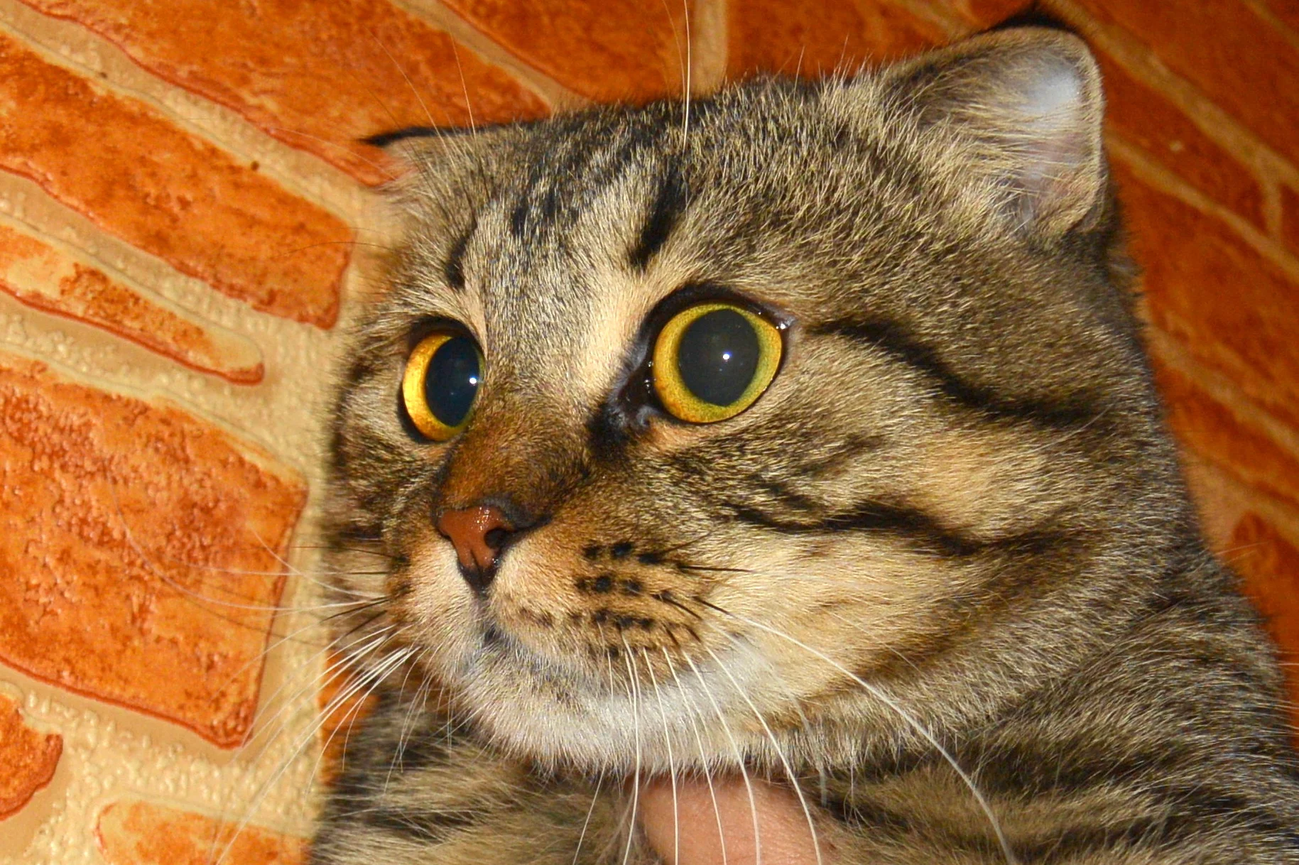 DSC_2413 - копия.webp