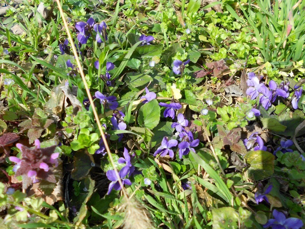 DSCN0500.webp