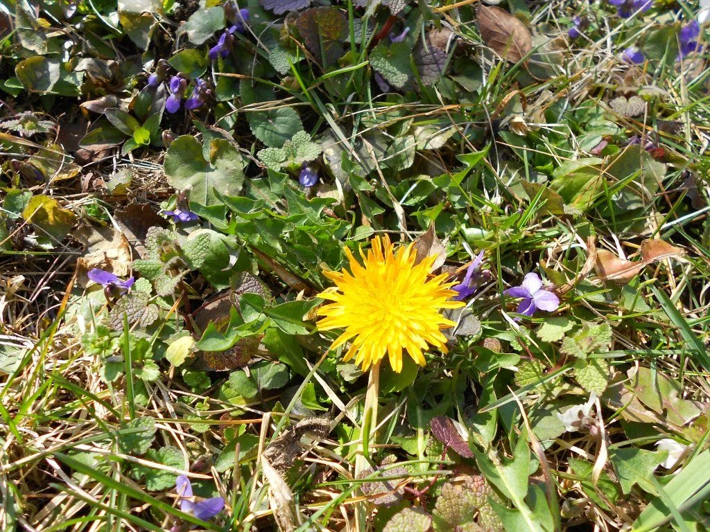 DSCN0501.webp