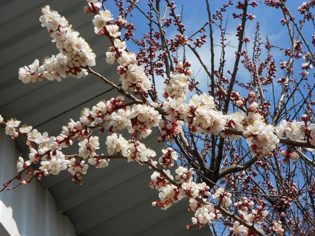 DSCN0502.webp