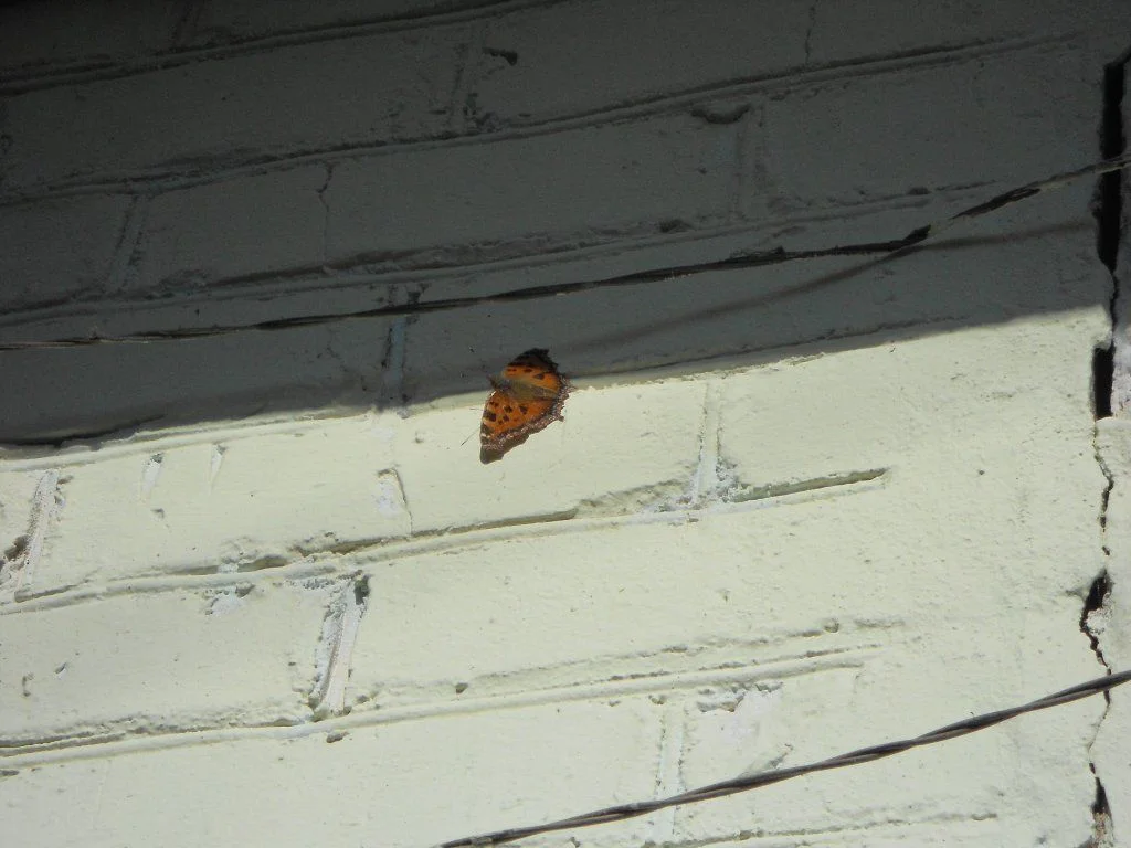 DSCN0506.webp