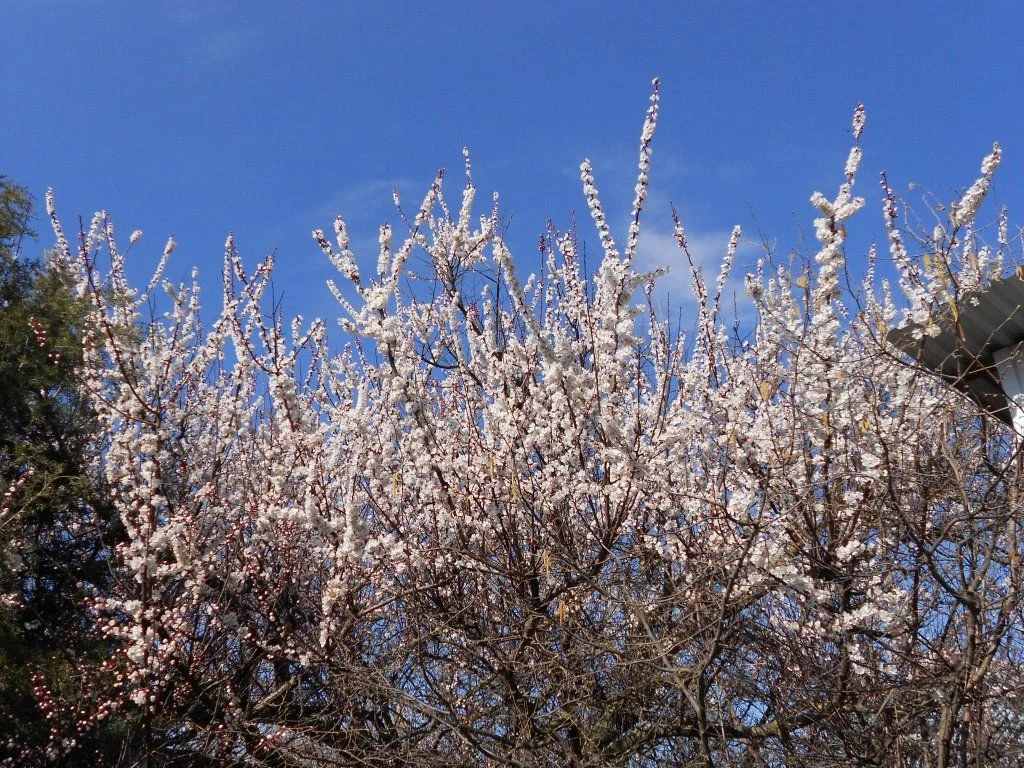 DSCN0508.webp