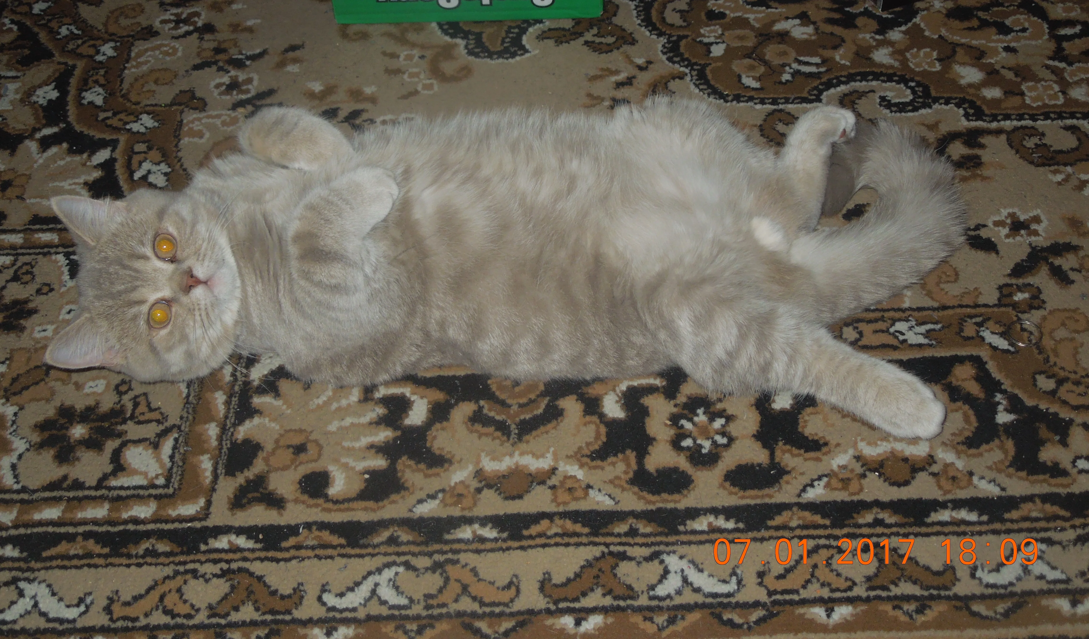 DSCN3675.webp