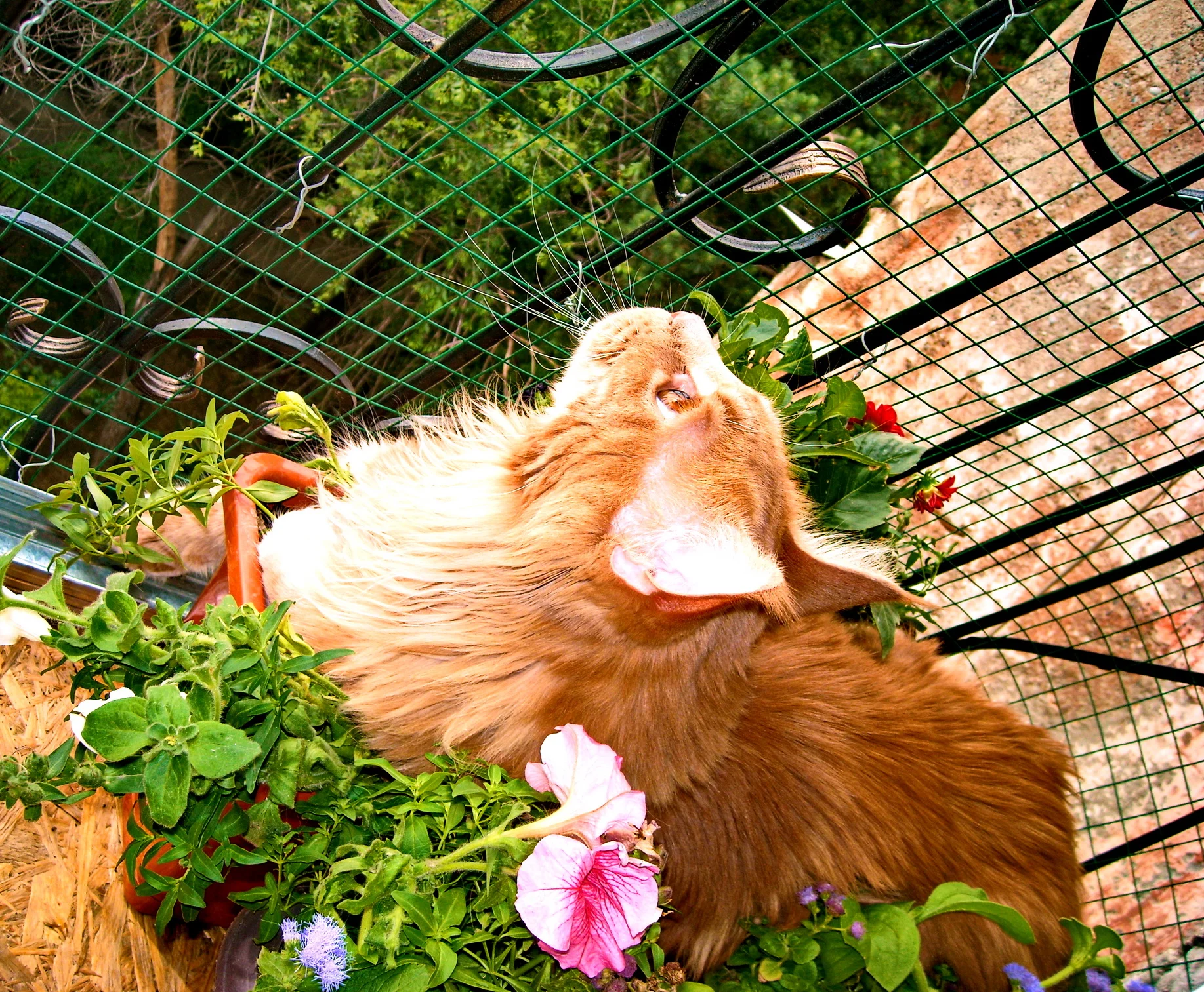 DSCN3862_ там птички.webp