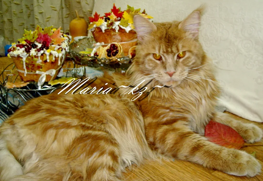 DSCN4296_ M-мейн кунёнок играет с осенним листом.webp