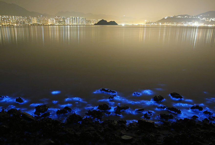 du-Plancton-Bioluminescent-à-Hong-Kong-3.jpg