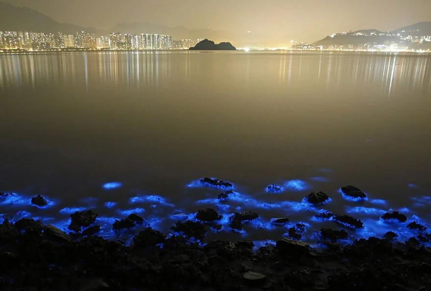 du-Plancton-Bioluminescent-à-Hong-Kong-3.webp