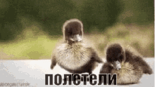 duckling-fly.gif
