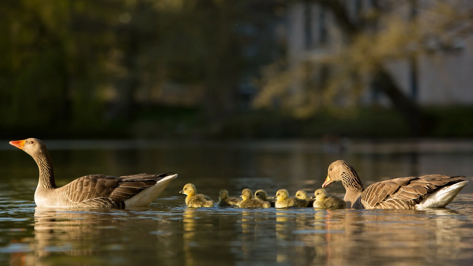 Ducks-family-lake_1920x1080.webp