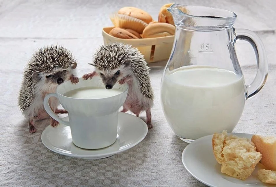 dva-ezha-pyut-moloko-iz-stakana.webp