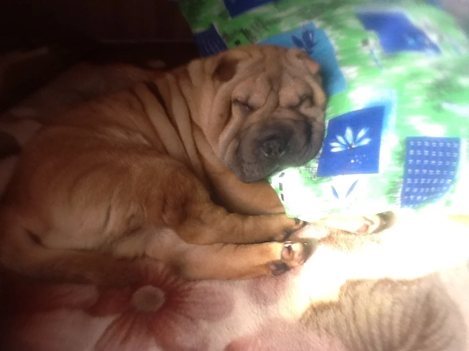 дыма и шери 2.webp