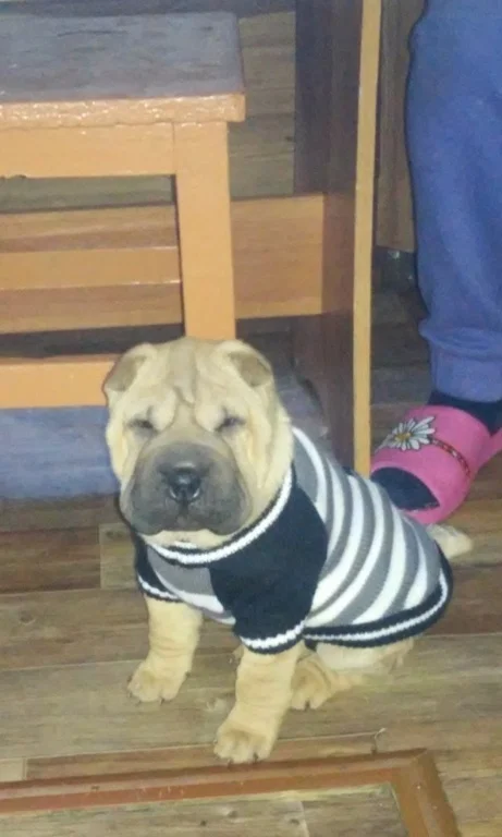 дыма и шери 3.webp