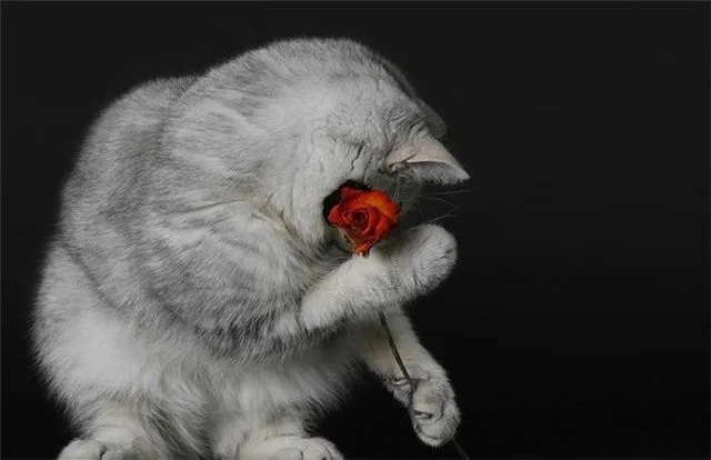e3b5efb949bc.webp