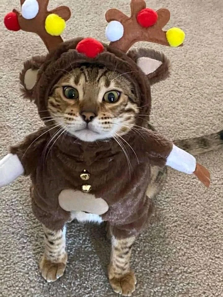 e42c9c242bd1c41daae72986e738cdcf (1).webp