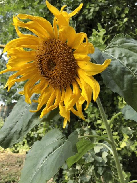 E5713977-EE2B-4027-AB54-E65487BC202F.gif